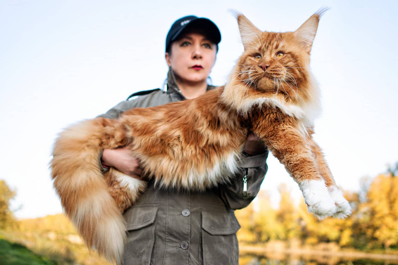 Top 10 Largest Cat Breeds - petkanya.club